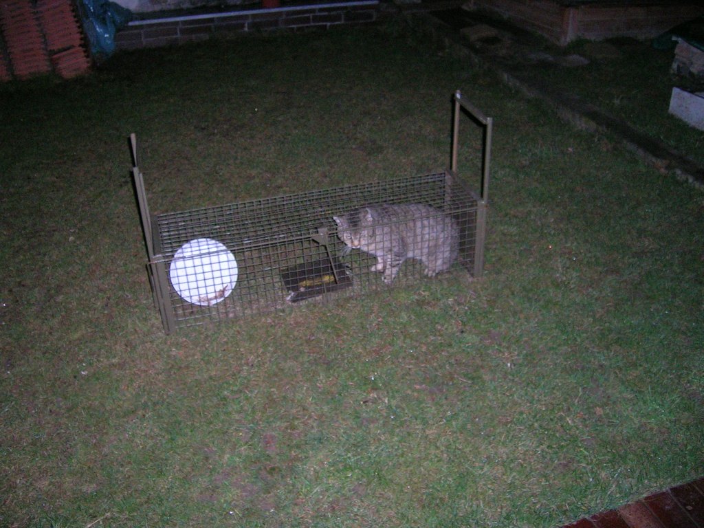 odchyt toulavých koček